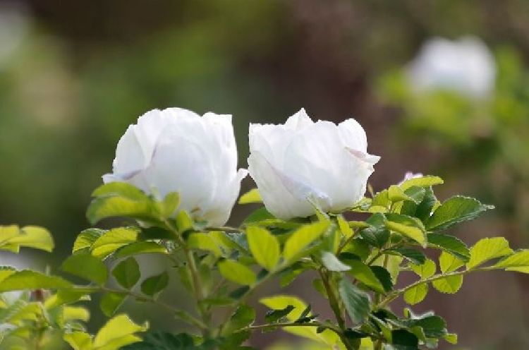 平阴玫瑰花原创包装设计,平阴玫瑰花生产厂家电话