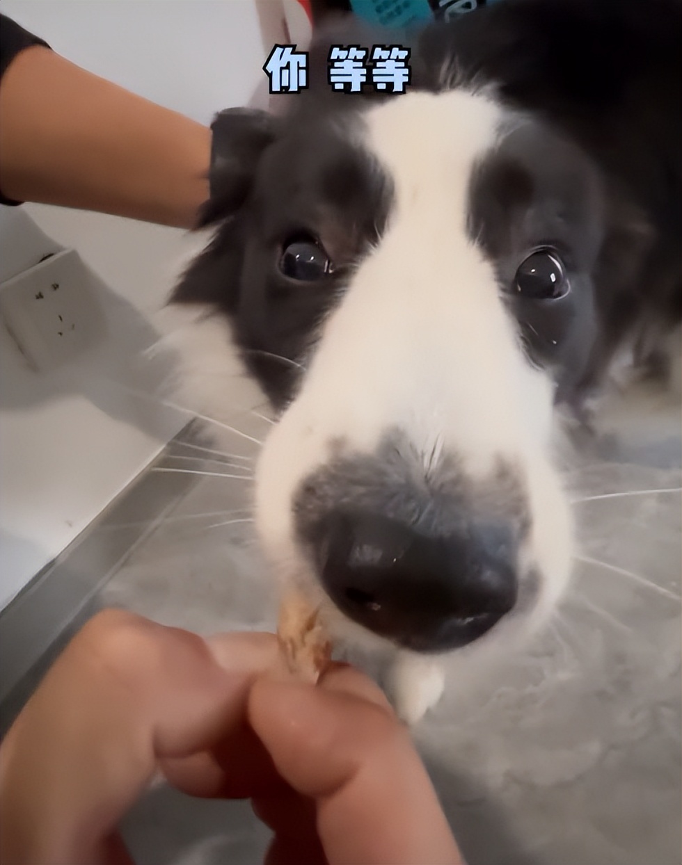 搜救犬起什么名字合适,搜救犬名字怎么取