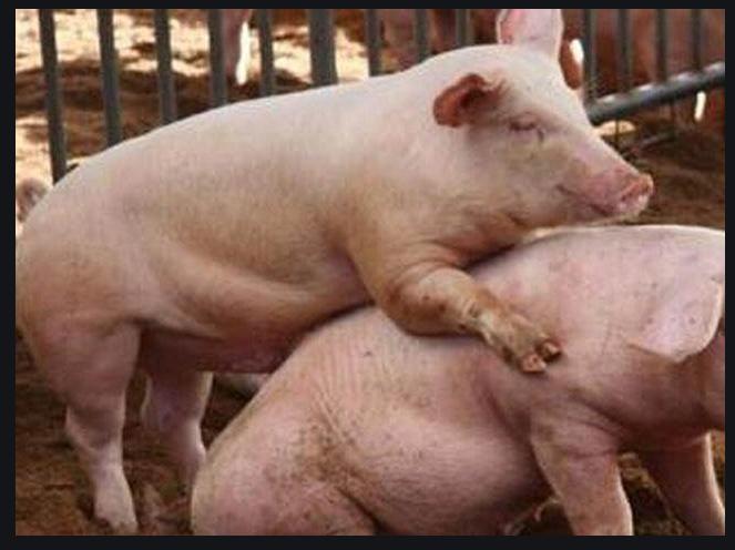断奶母猪不吃食腿疼,断奶母猪不受孕
