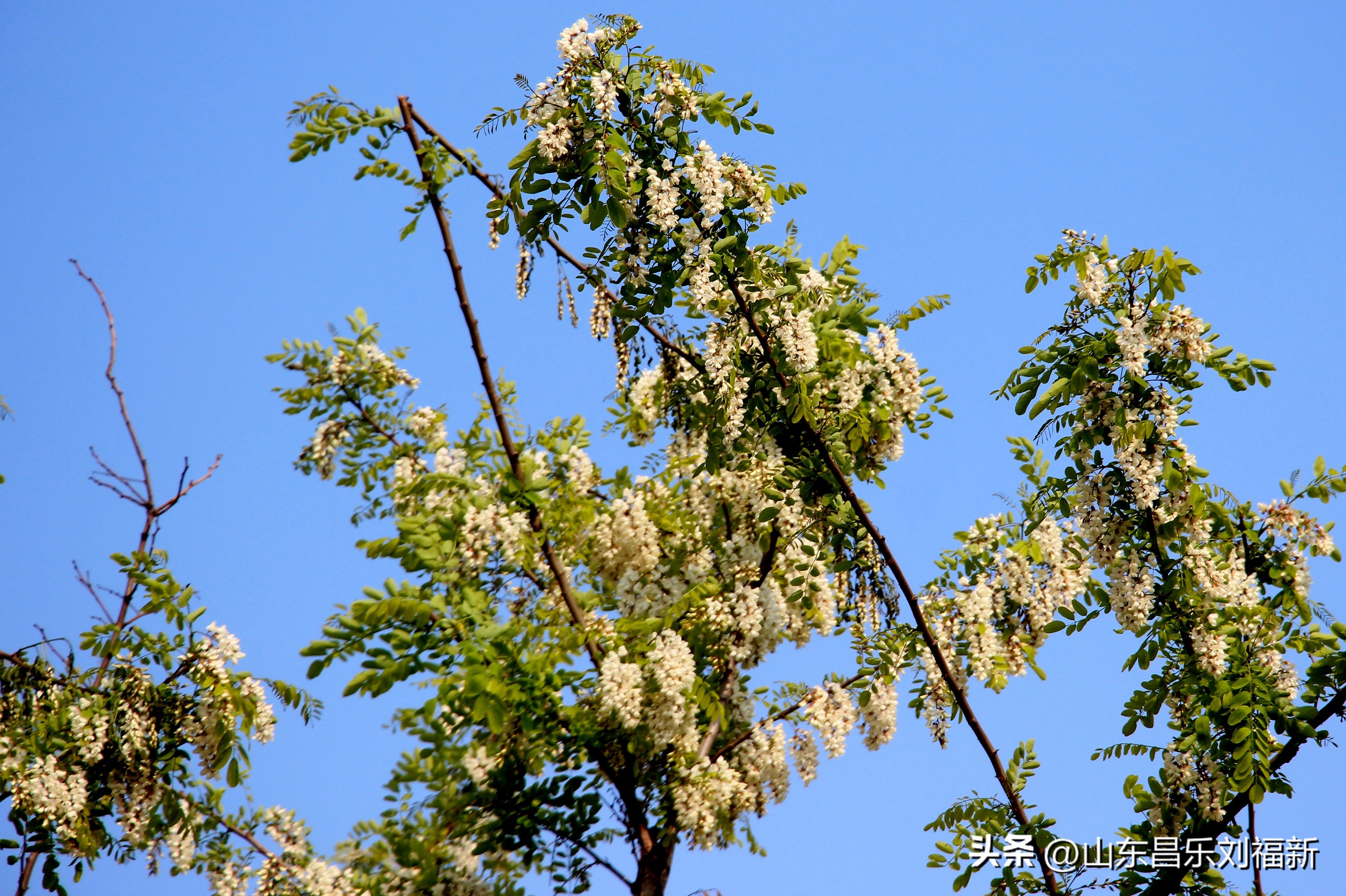 洋槐花·万马奔腾电器·鄌郚医院贴膏药