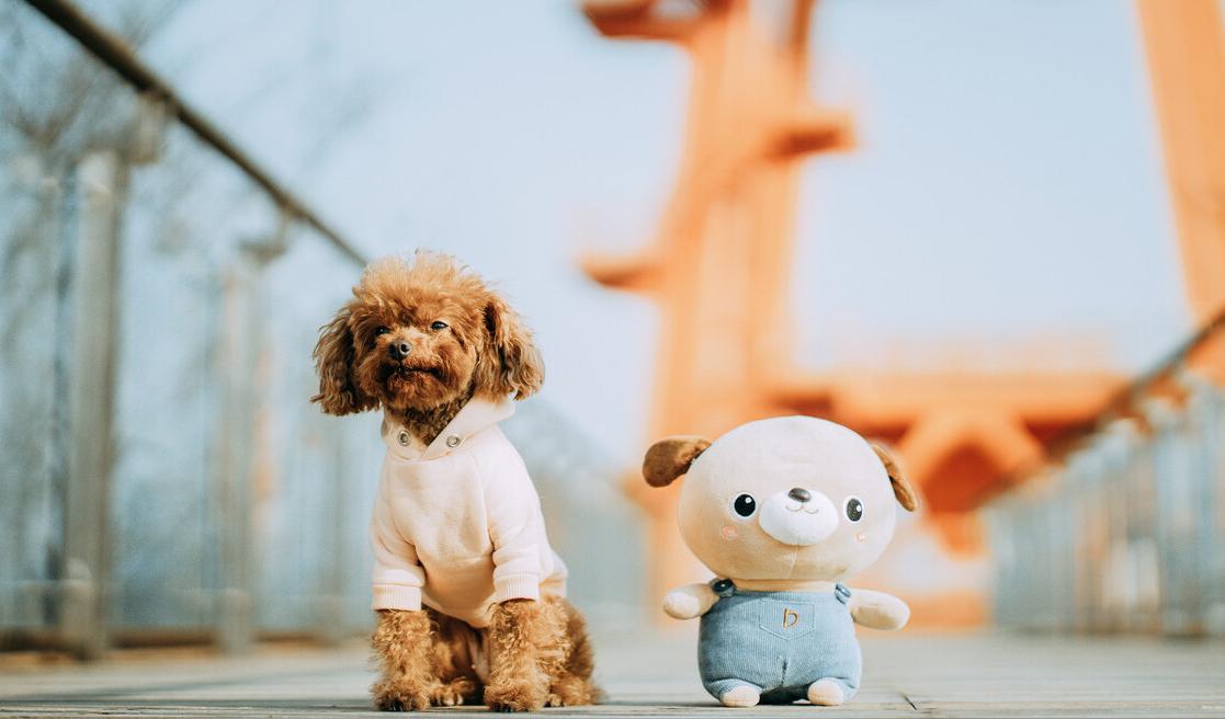 泰迪贵宾犬怎样区分,泰迪贵宾犬怎么区分