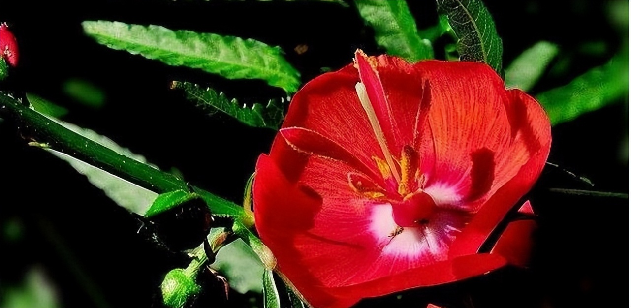 夜落金钱昼自开意思,夜落金钱昼自开