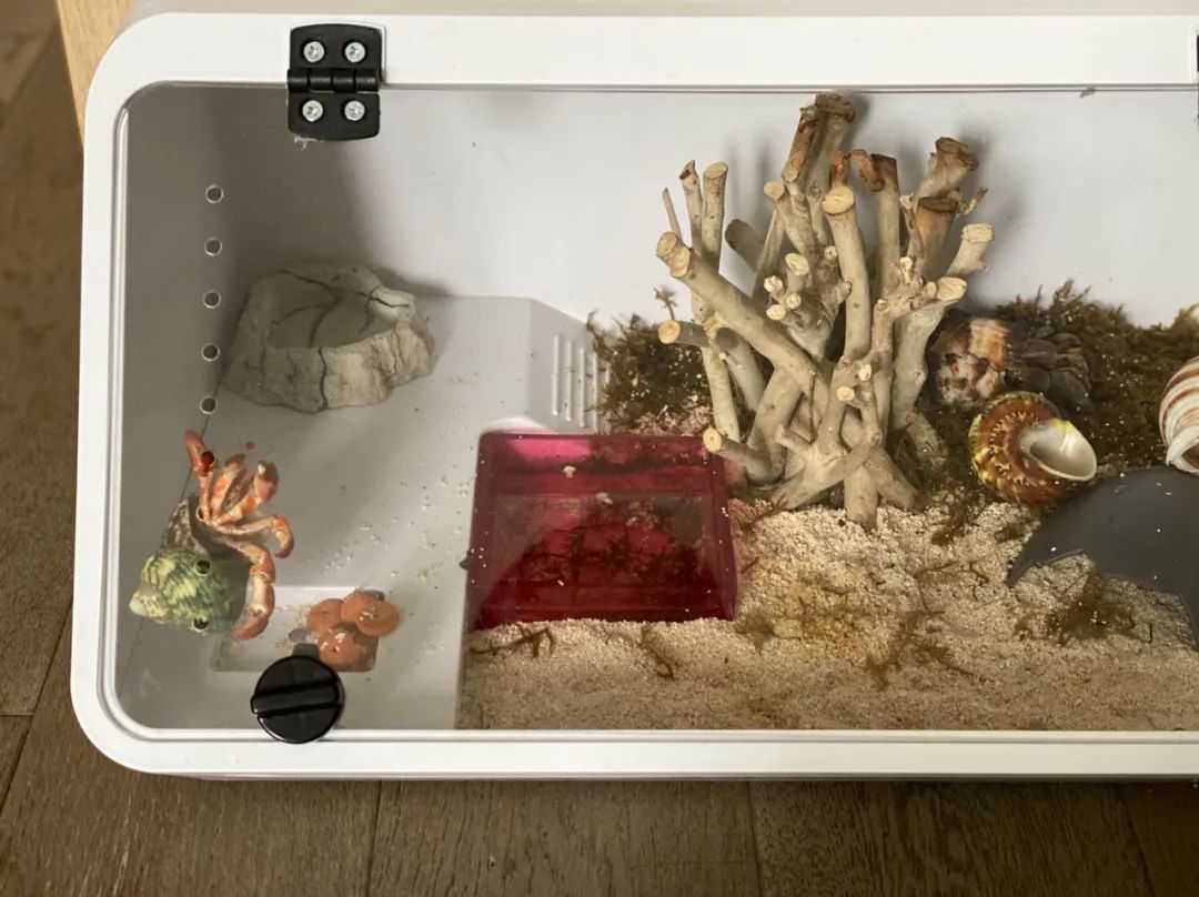 适合孩子室内养的小宠物,室内适合养的中小型宠物