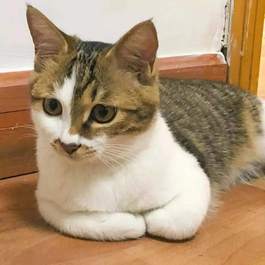 猫咪揣手手是高兴还是生气,猫咪揣手手是为了卖萌给你看吗