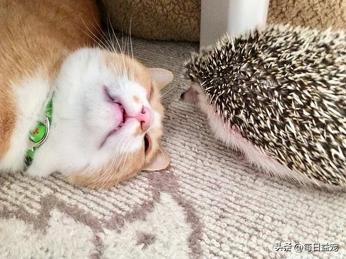 傻猫摸小刺猬被吓到了,傻猫欺负小鸡