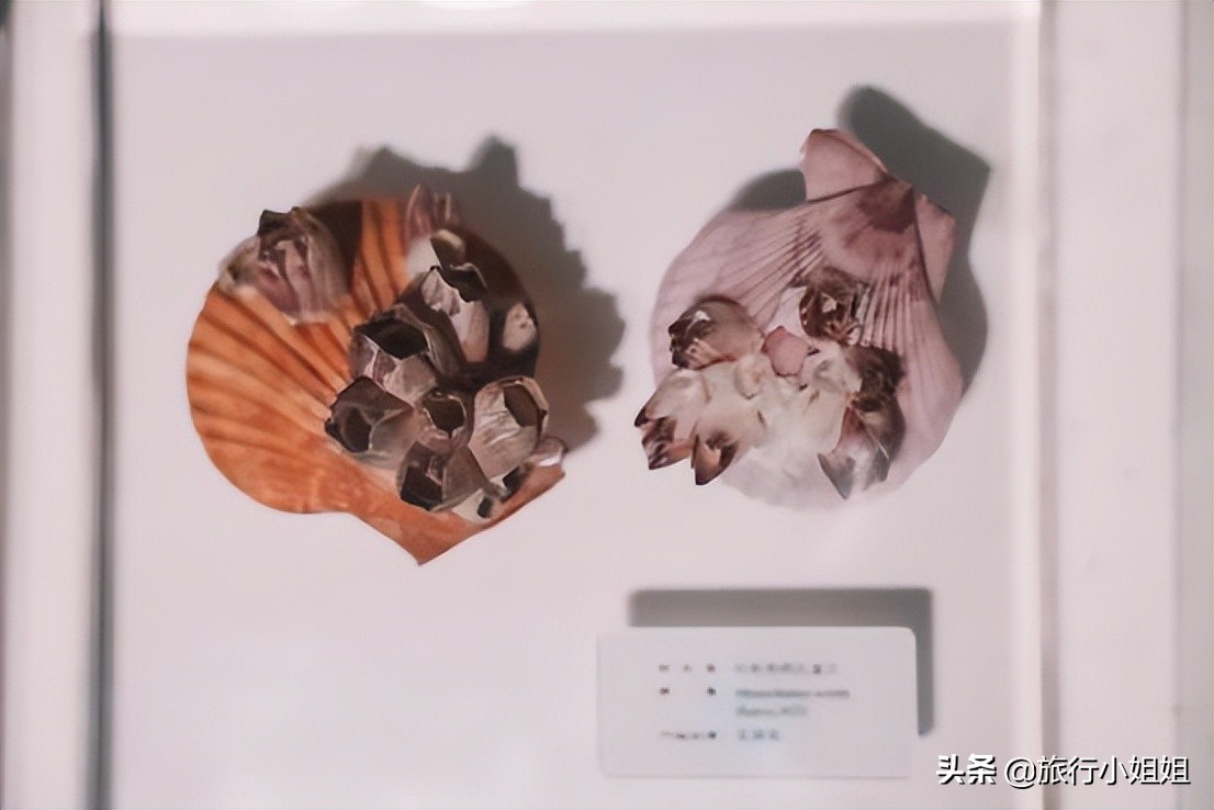 夏日海边浪漫迷人,滨城风光秀丽浪漫气息爆表