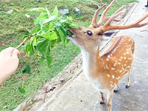 近代前期中国移民的趋势及其成因,台湾被荷兰统治历史简介