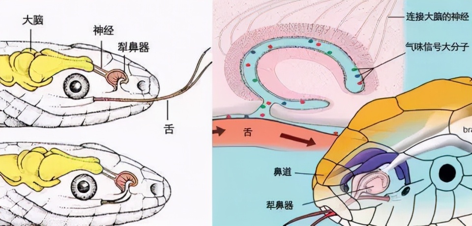银环蛇是中国最毒的毒蛇吗,十堰发现白头蝰蛇