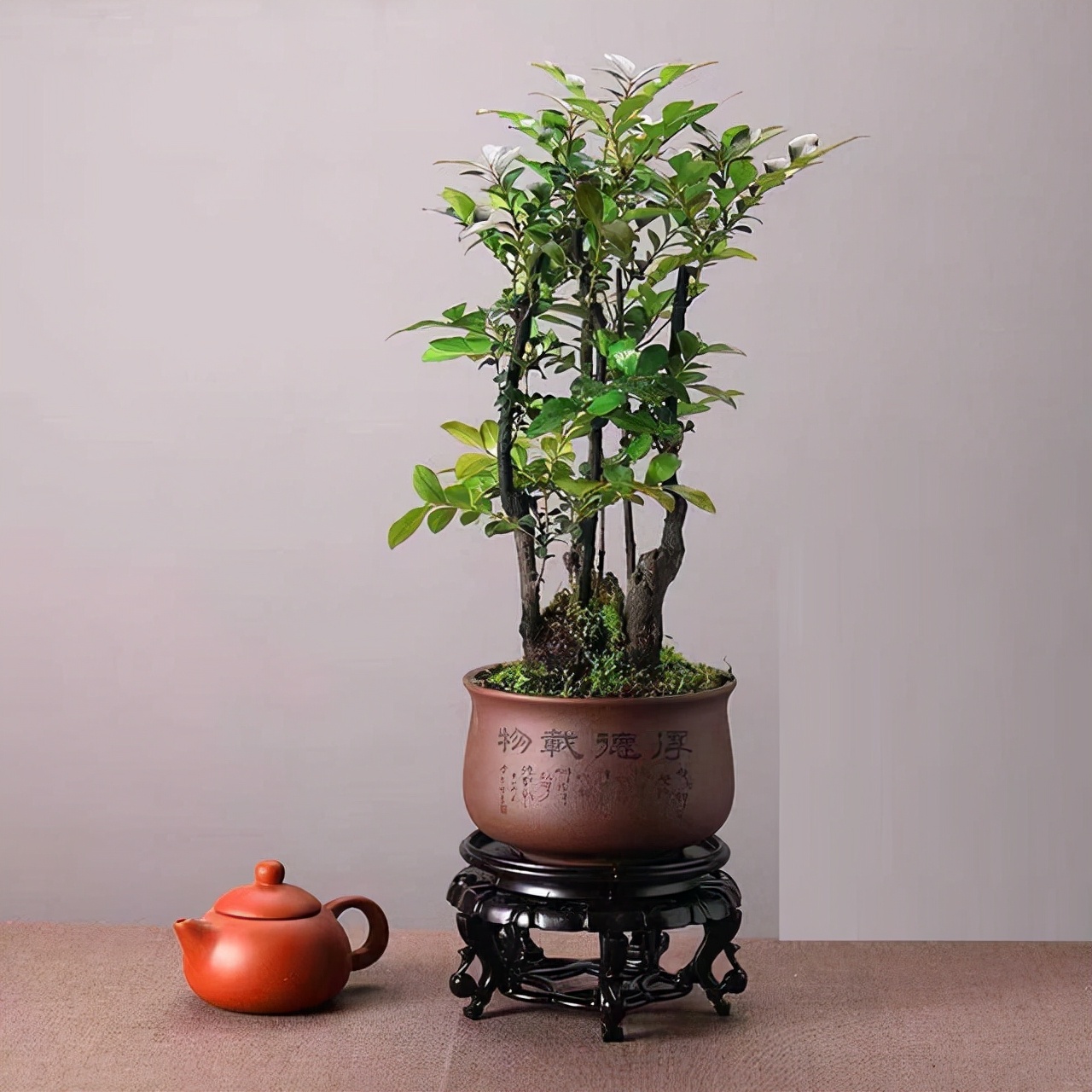 小叶紫檀盆景放客厅好吗,黄杨与小叶紫檀哪个值得客厅里养