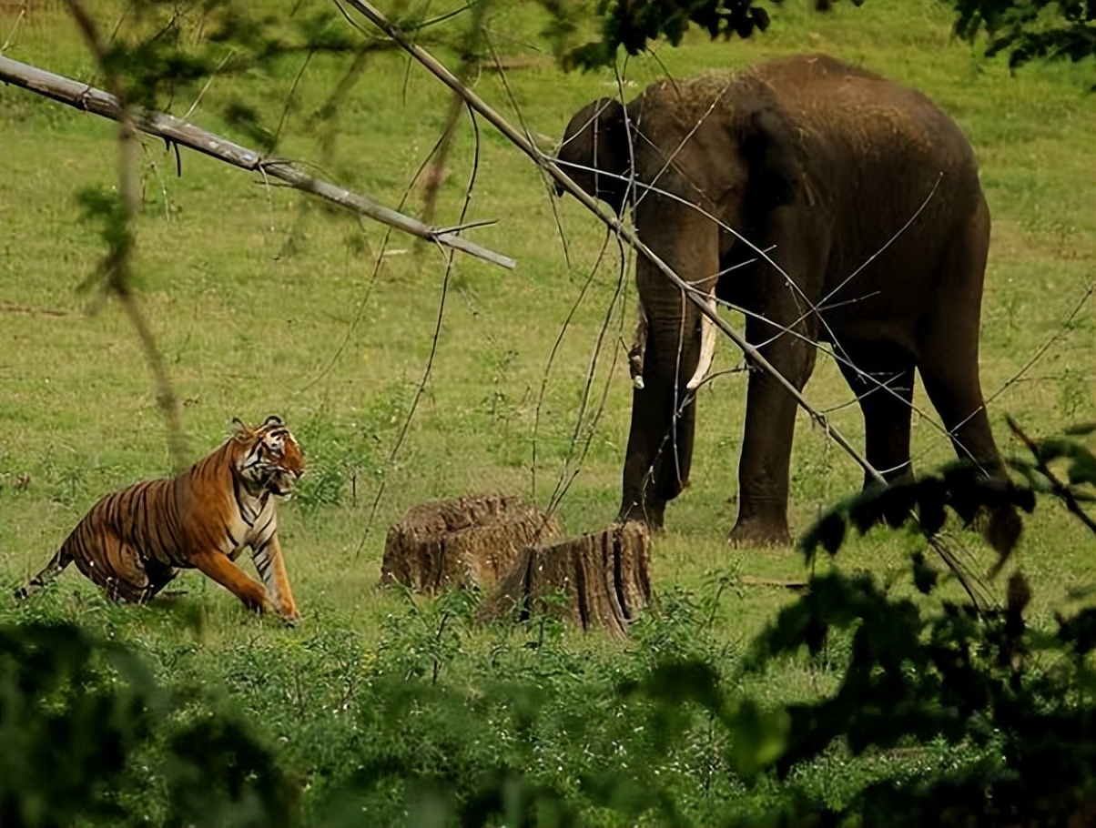老虎vs大象,当猫科二弟遇到象科老大,谁会笑到最后呢?