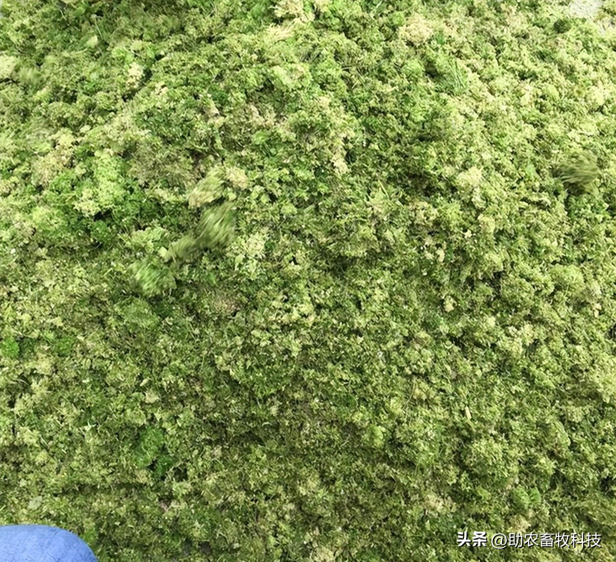 牧草制作发酵教程视频,发酵牧草养猪的正确方法