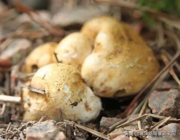 世界上十大最好吃的蘑菇,世界上最美味的10种蘑菇