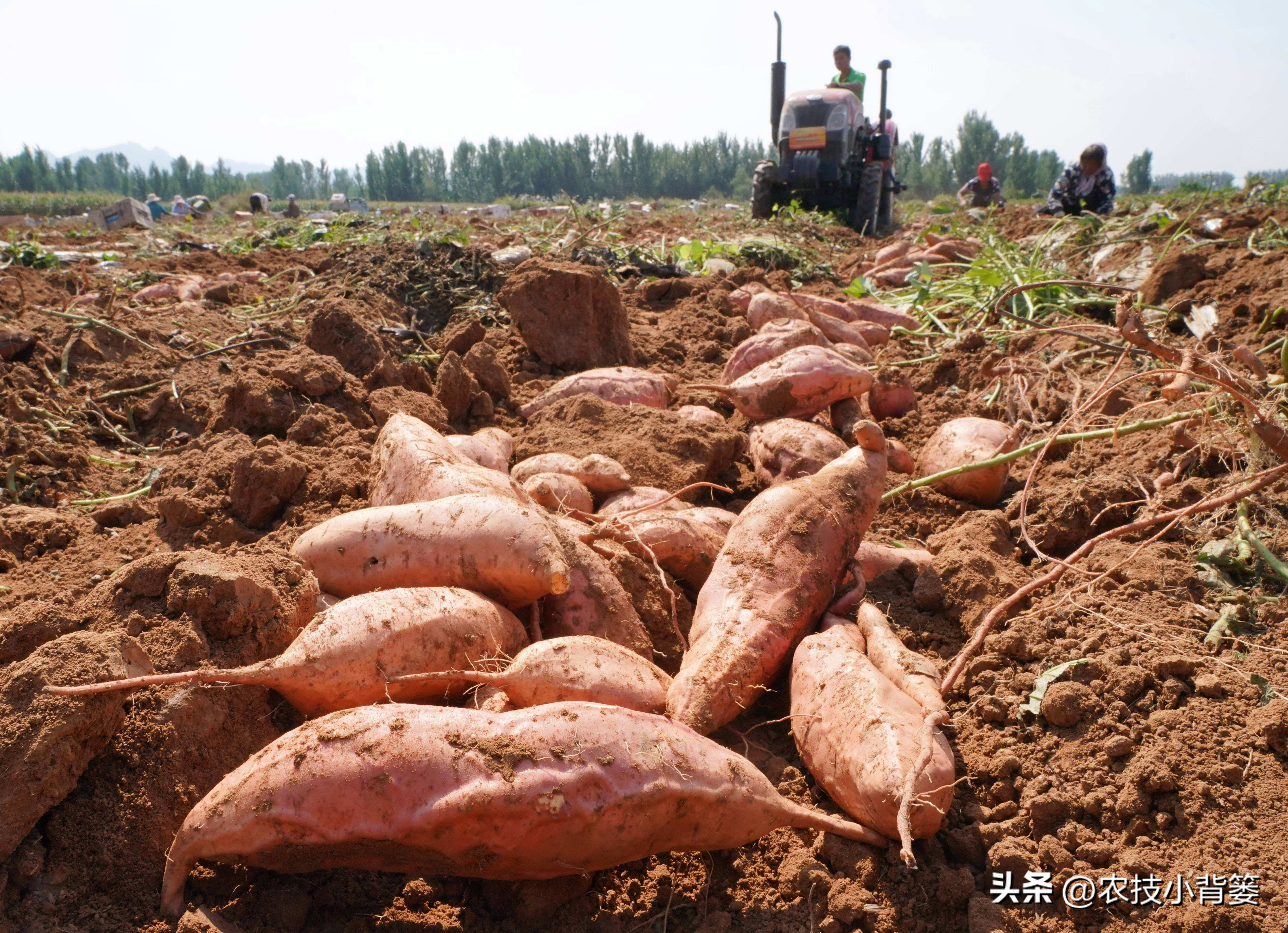 农村种植四种瓜增产有妙招,春天种瓜种植技术视频