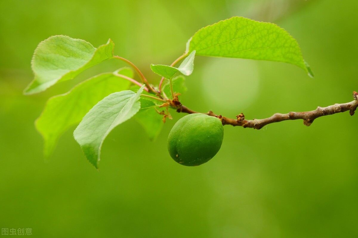 浅谈一下美丽的*疆新**都有哪些特产