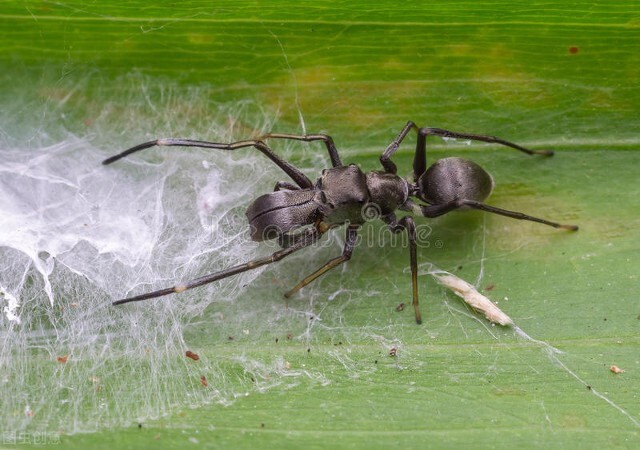 蚂蚁图片大全高清大图,蚂蚁图片欣赏