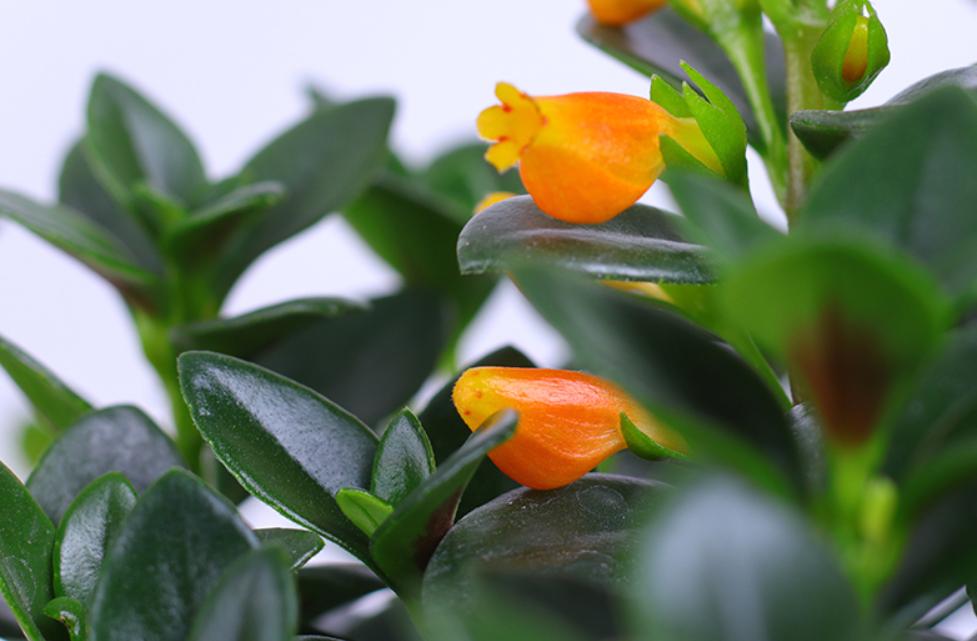 金鱼吊兰开花期间怎么养护和管理,金鱼吊兰开花都有哪些养护秘籍