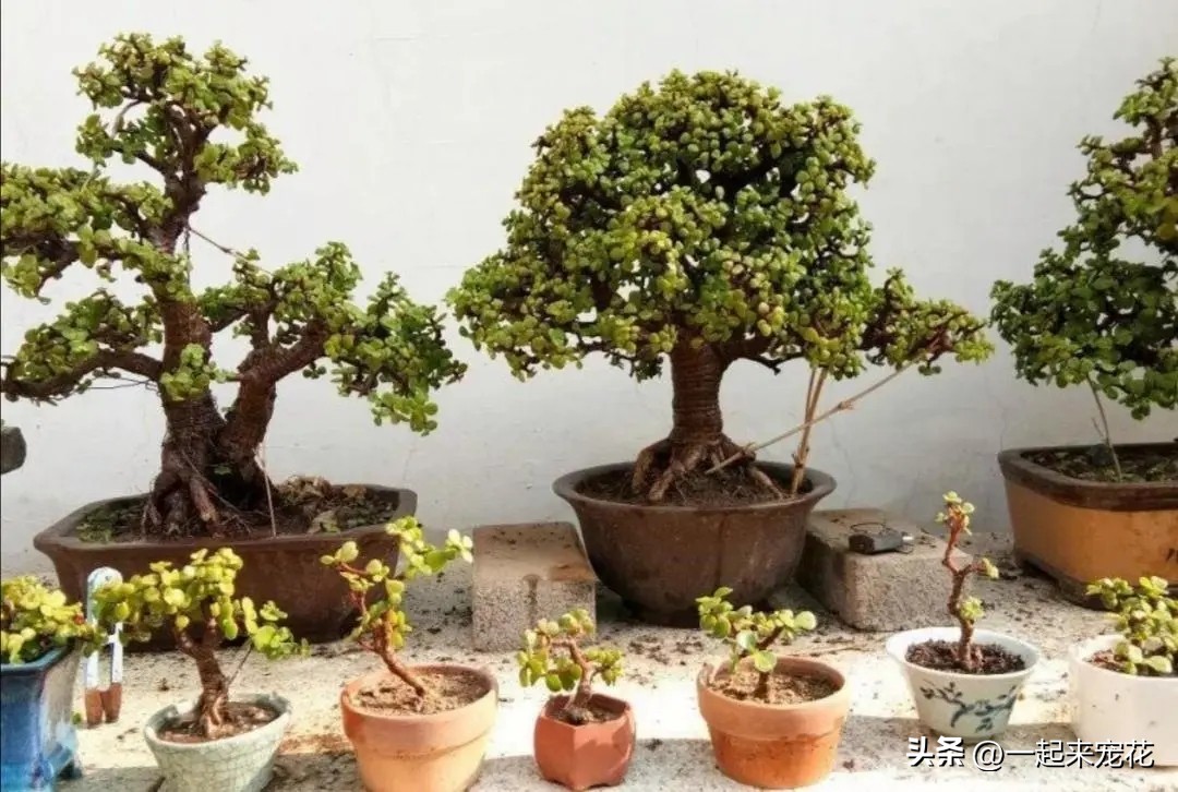 金枝玉叶盆景寓意大全欣赏,金枝玉叶老盆景怎么养