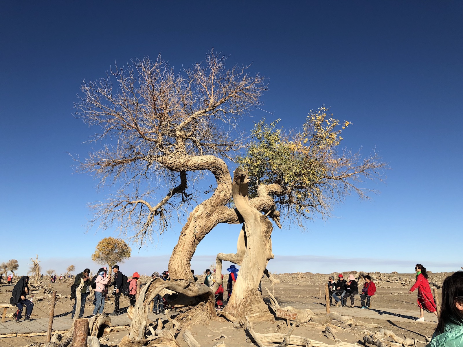北京自驾额济纳胡杨林十天攻略,从北京到额济纳胡杨林线路