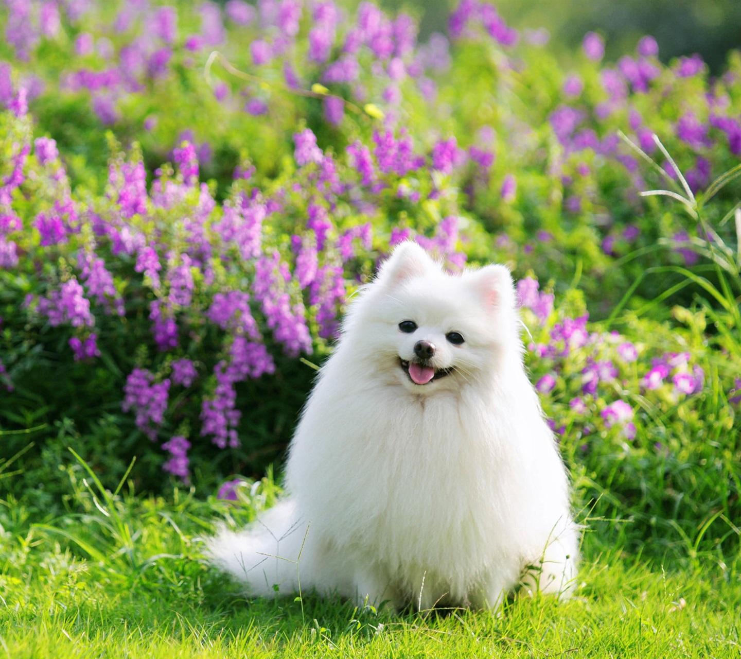 土狗为什么这么多人都不喜欢养,公的土狗忠诚还是母的土狗忠诚