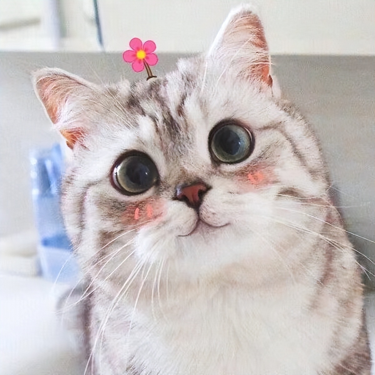 关于猫咪的100个小秘密,十二个关于猫咪的冷知识