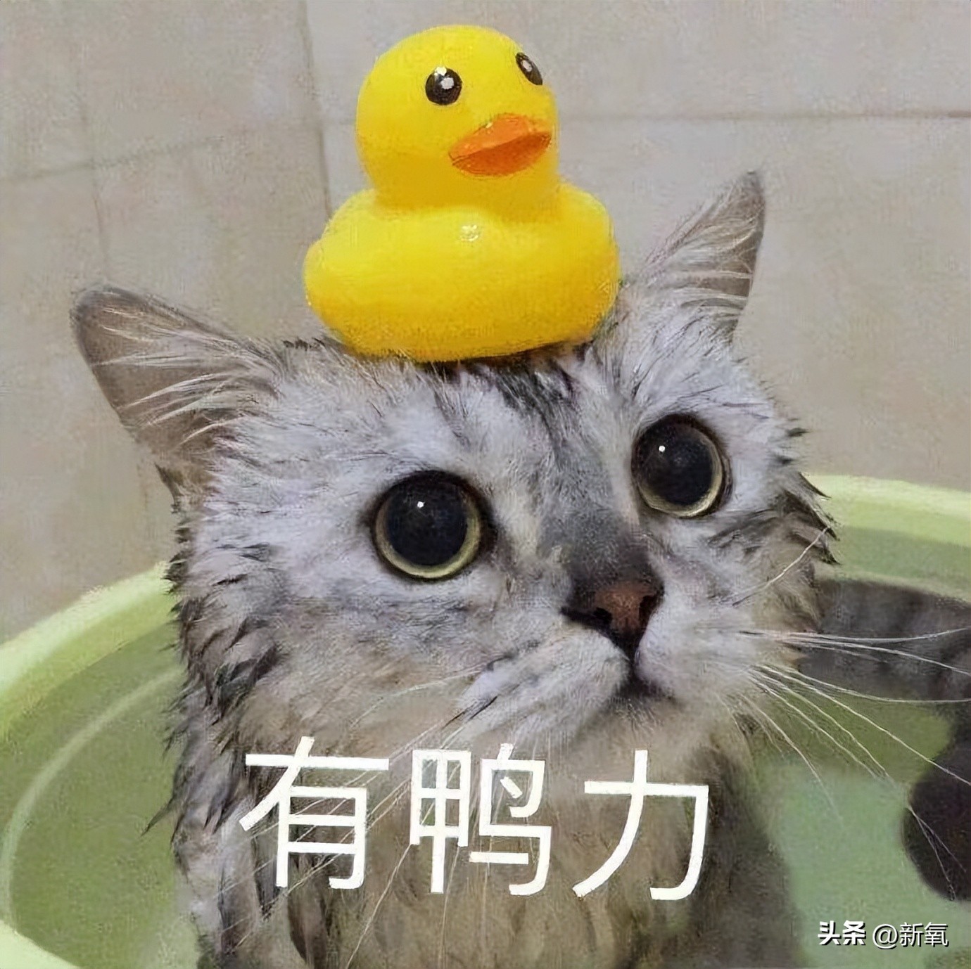 牛姐回春了!阳过之后何时可以开始锻炼?