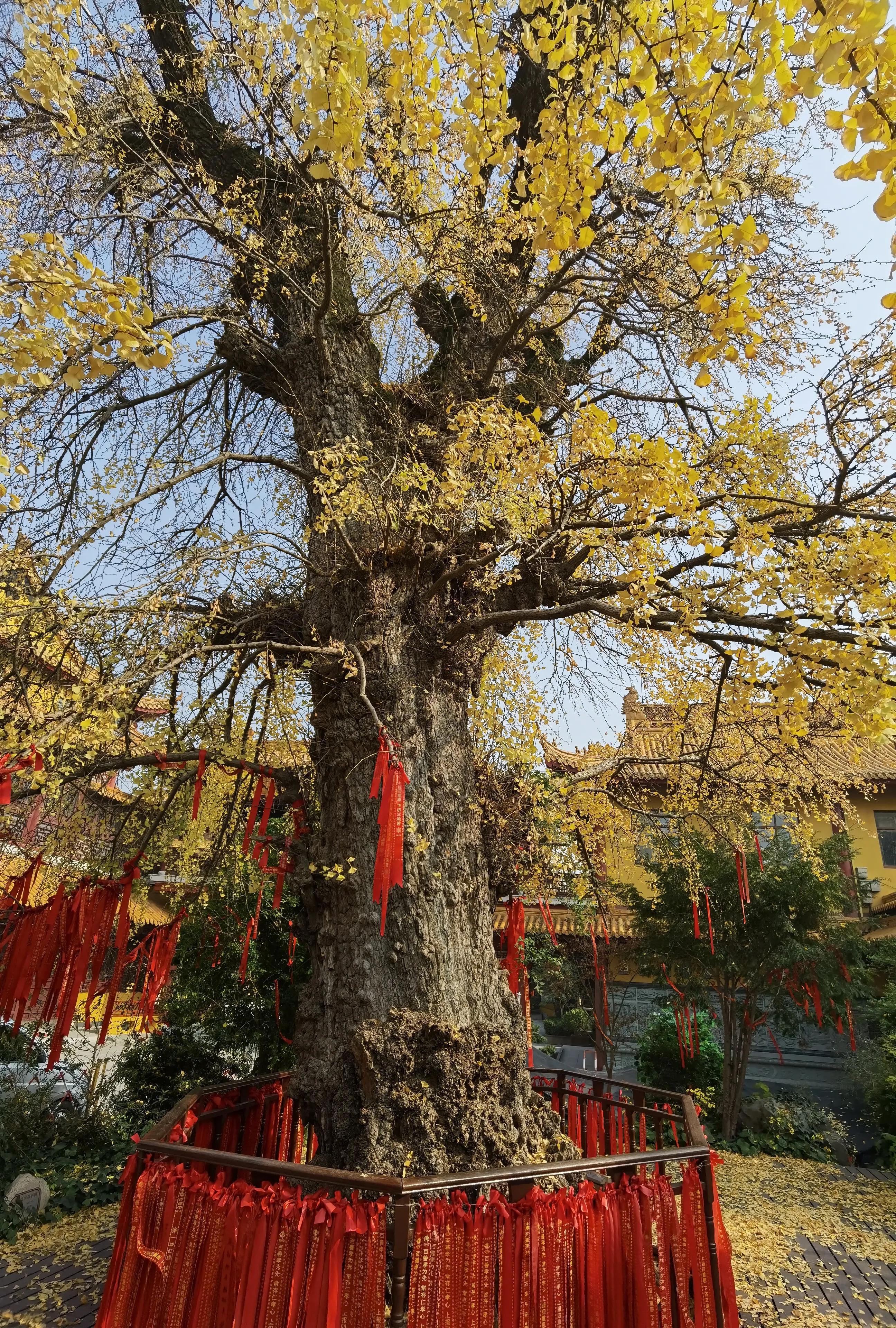 上海古银杏园,上海古刹银杏