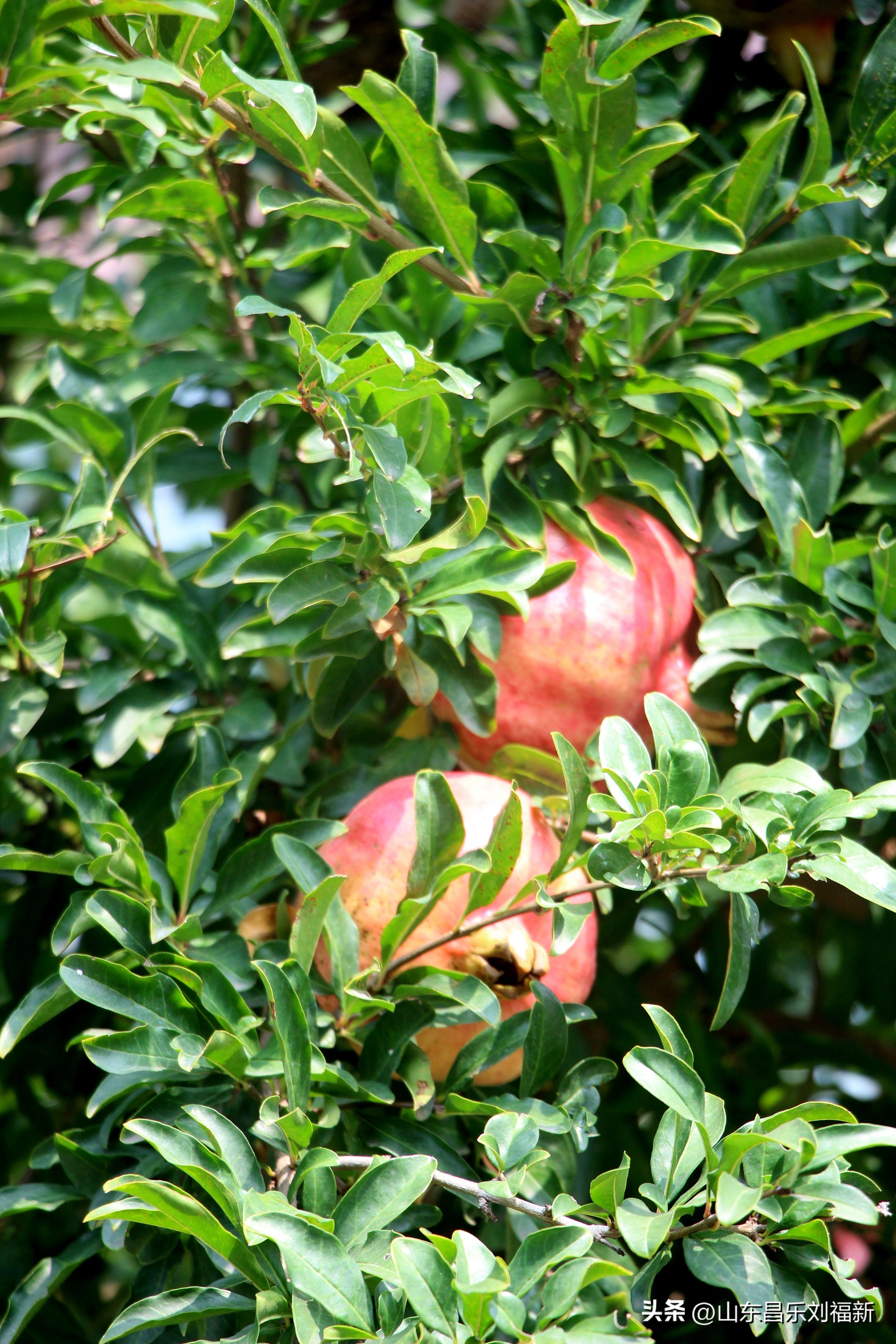 碧水龙庭深圳7栋4单元,顺光风景片拍摄