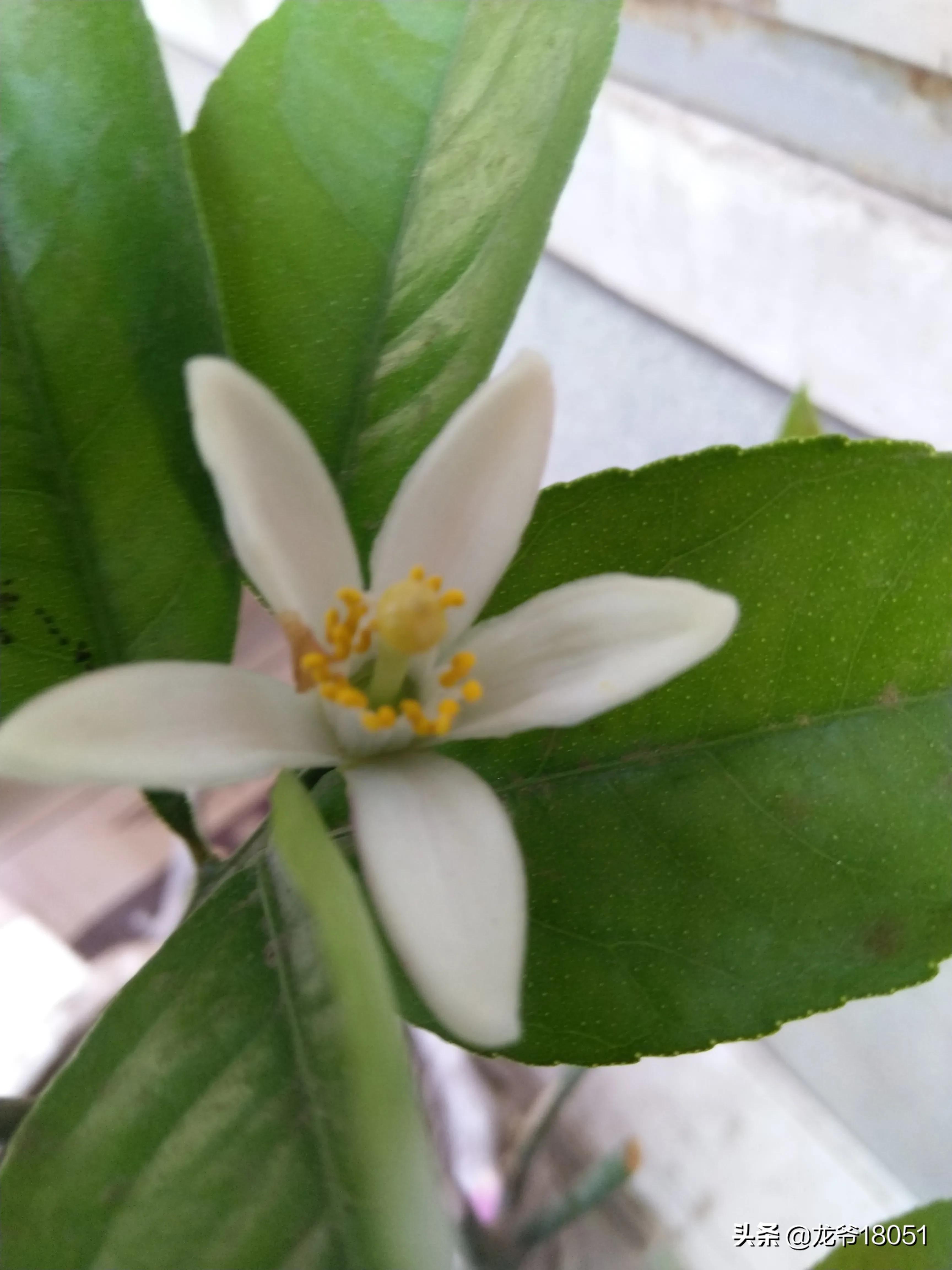 国色绽放红胜火，凌霄花开分外香