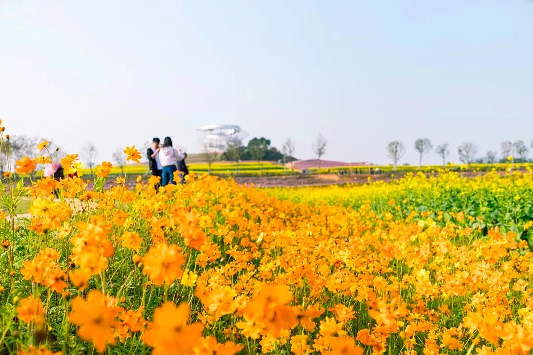 深圳最好玩的十个地方,深圳光明小镇欢乐田园好玩吗