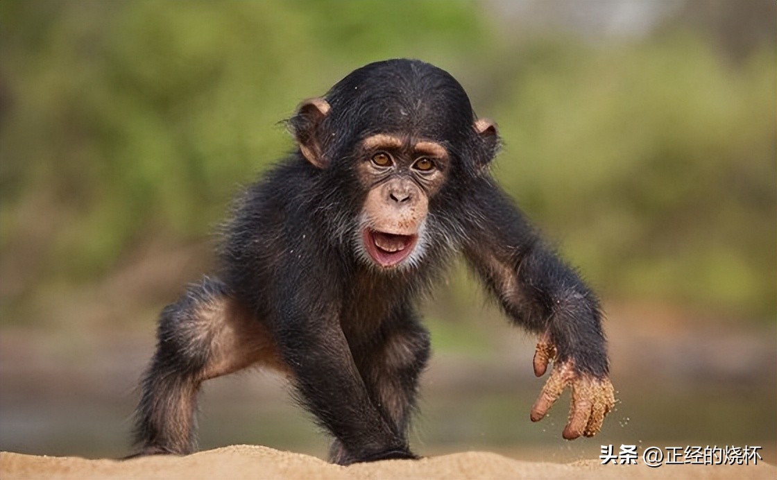 类人猿的身体特征有哪些,类人猿是什么动物