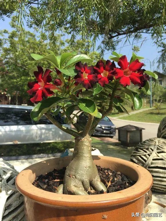 买花在哪个平台买比较便宜,网上买花哪里便宜