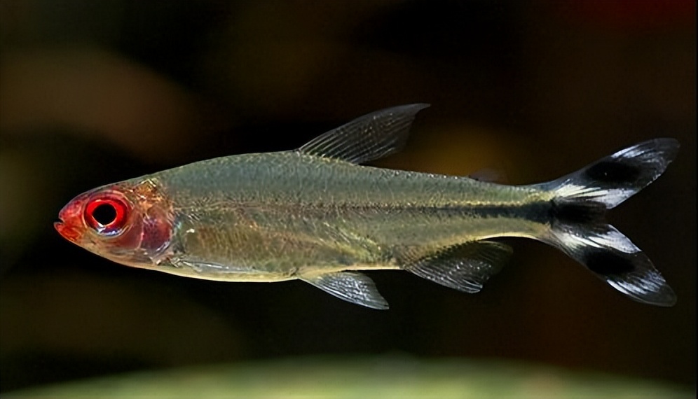 红鼻剪刀鱼怎么养正确方法图文,红鼻剪刀鱼好养吗