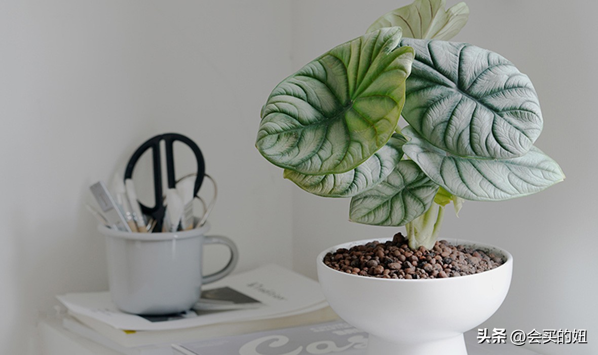 好看的绿植店铺推荐,招财又好养的店铺绿植