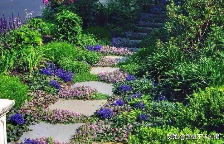 好看的地被植物,超实用的地被植物干货值得收藏