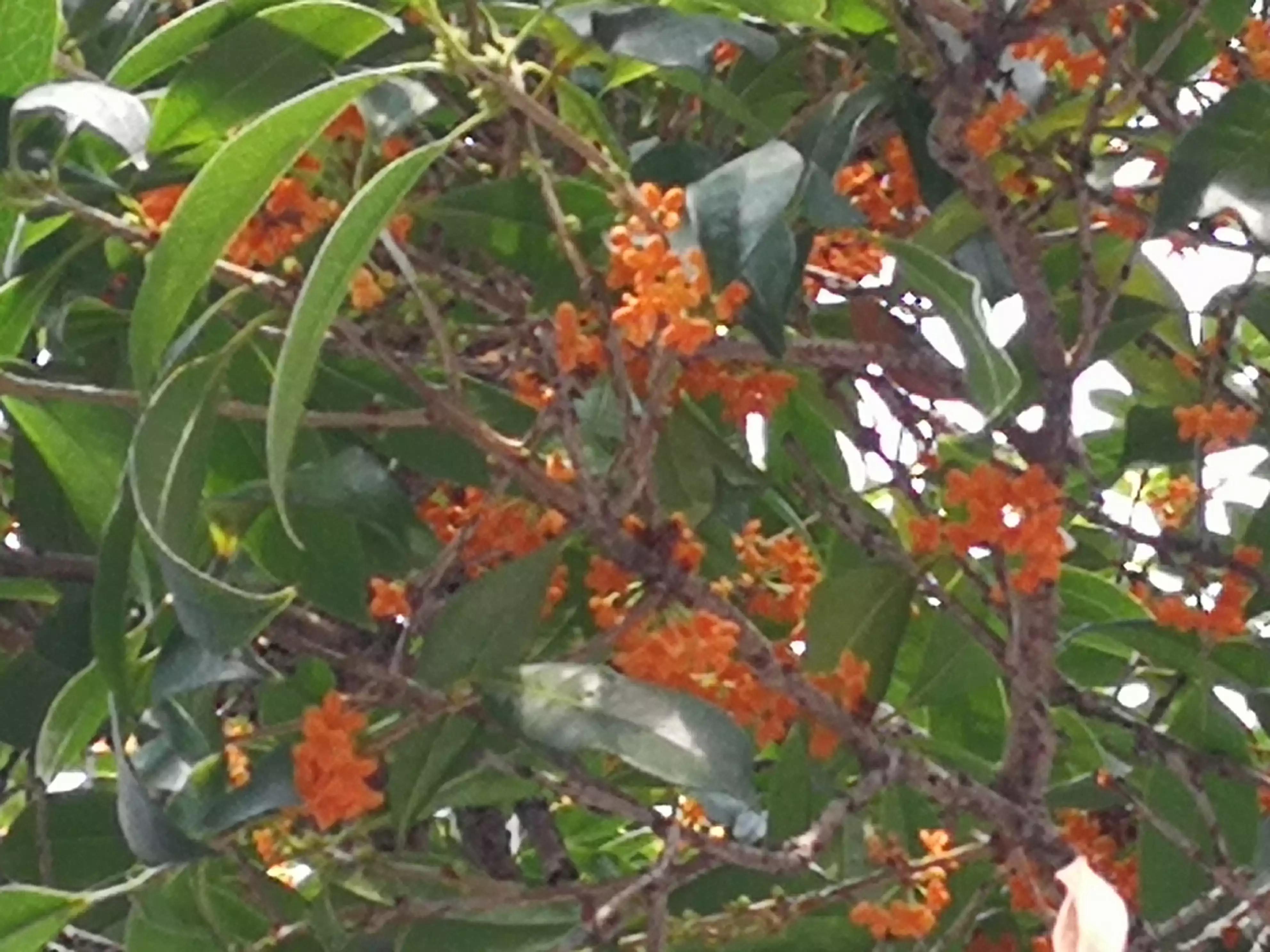 丹桂飘香中秋月,中秋月圆丹桂飘香