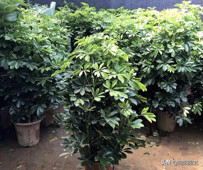 室外阳台观叶植物,阳台盆栽观叶植物