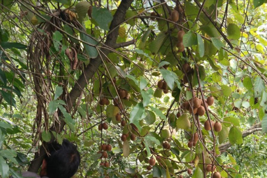嫁接苗木的方法和技术,桂花嫁接的砧木树种有哪些