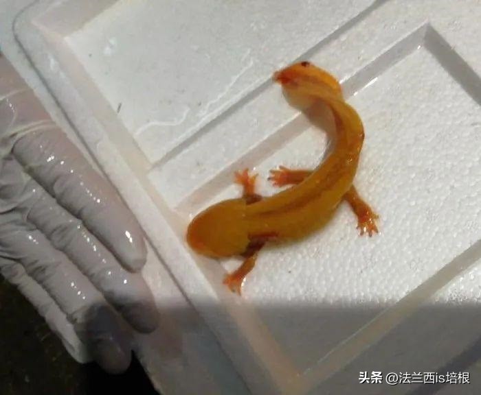 广州海关查获濒危红珊瑚制品348件,广州海关查获六角恐龙