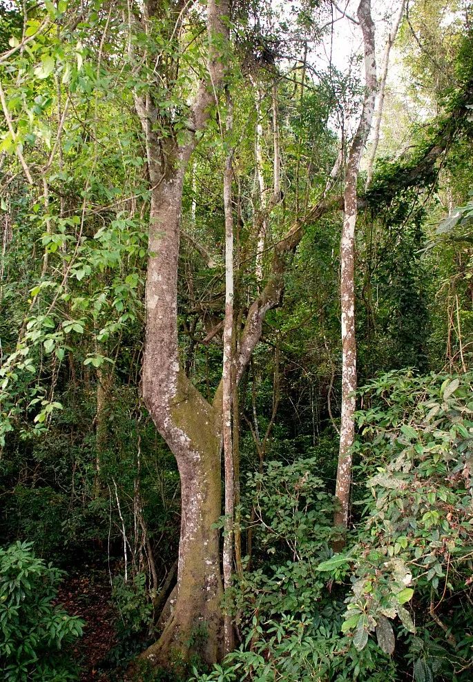 西双版纳旅游攻略两分钟视频,西双版纳旅游攻略摄影