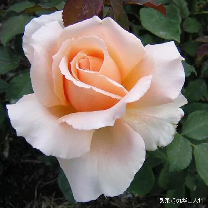 20cm大花重瓣月季品种,黄颜色大花月季是什么品种