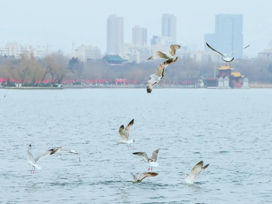 美爆了济南这些地方成网红打卡地,2019年济南网红打卡地瀑布树林
