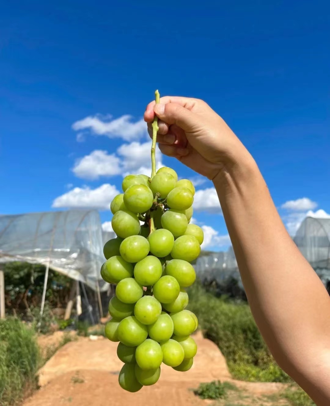 带你尝遍各种高端水果,中国最喜欢吃的高端水果