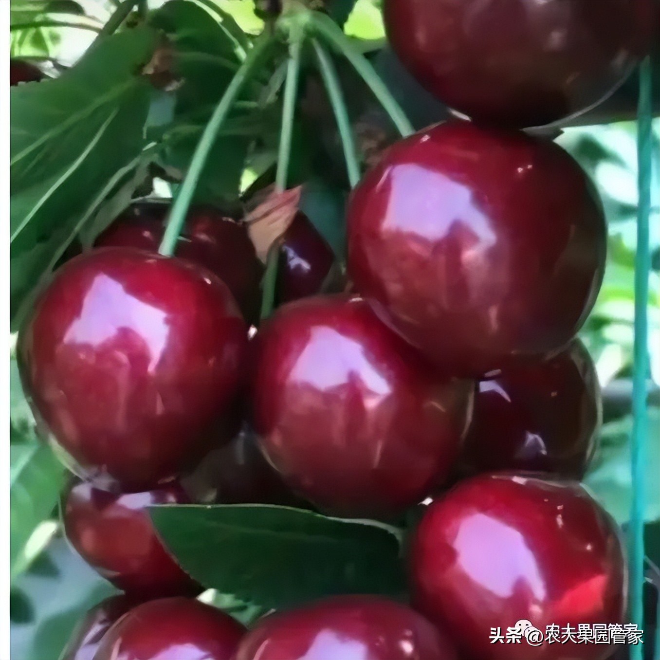 优质果树苗木品种介绍,最好的新品种苹果苗木