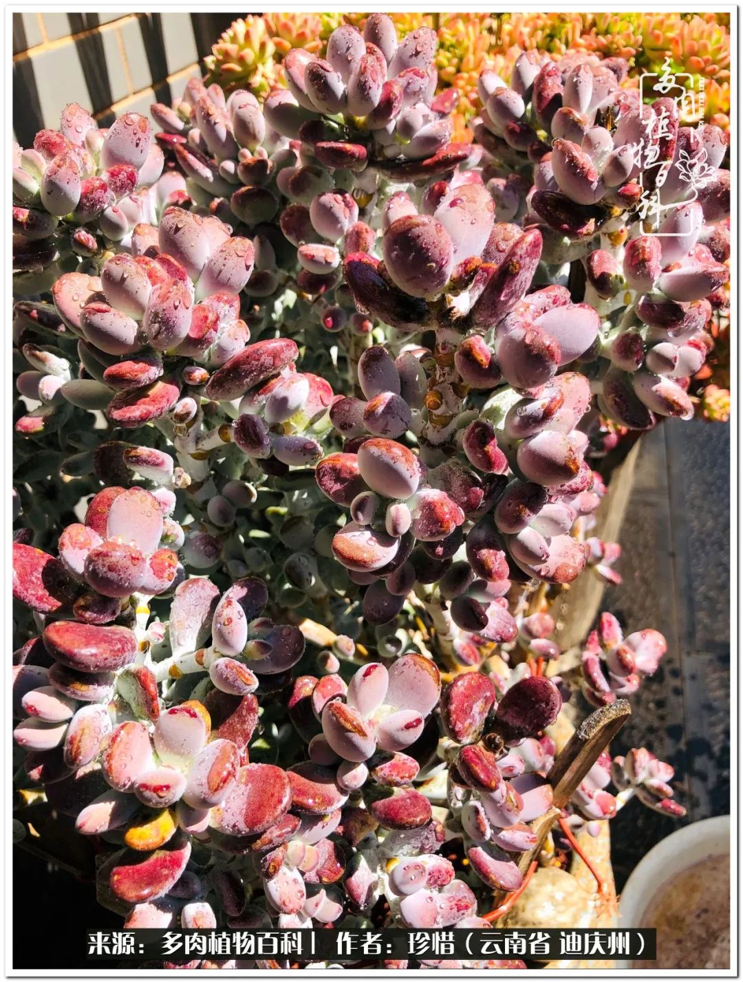 给生命一份淡然还岁月一份从容,给生命留一份洒脱的话