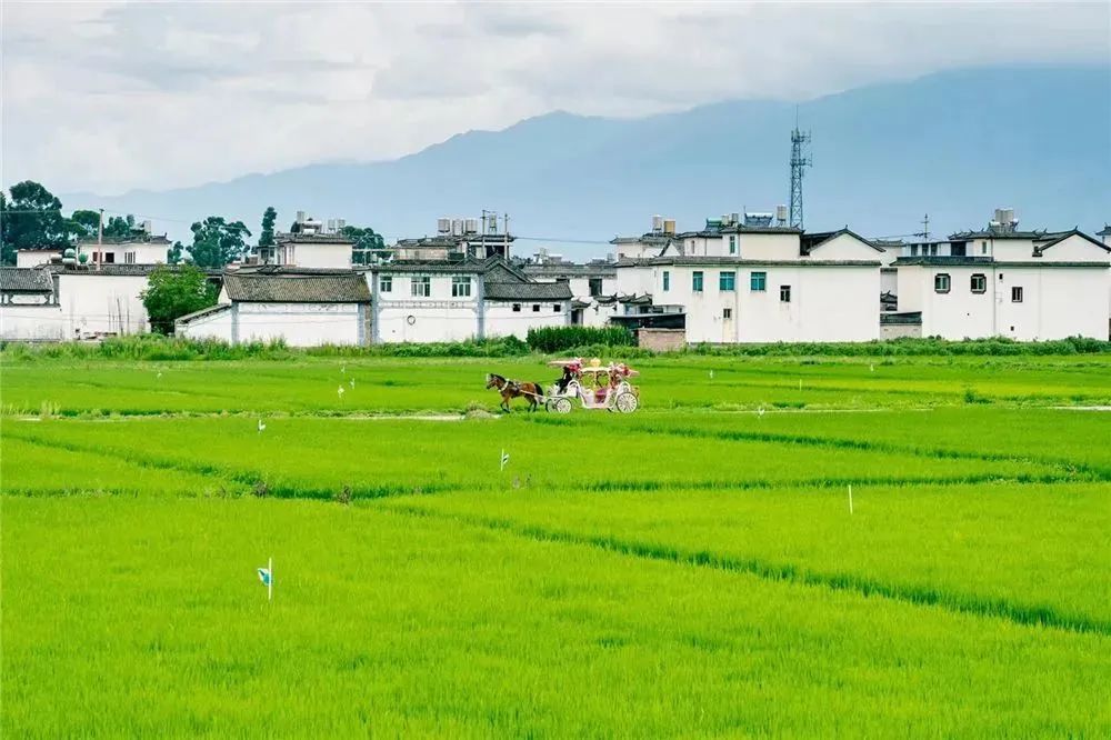 云南旅游避暑地点排名前十名,云南最佳避暑旅游城市
