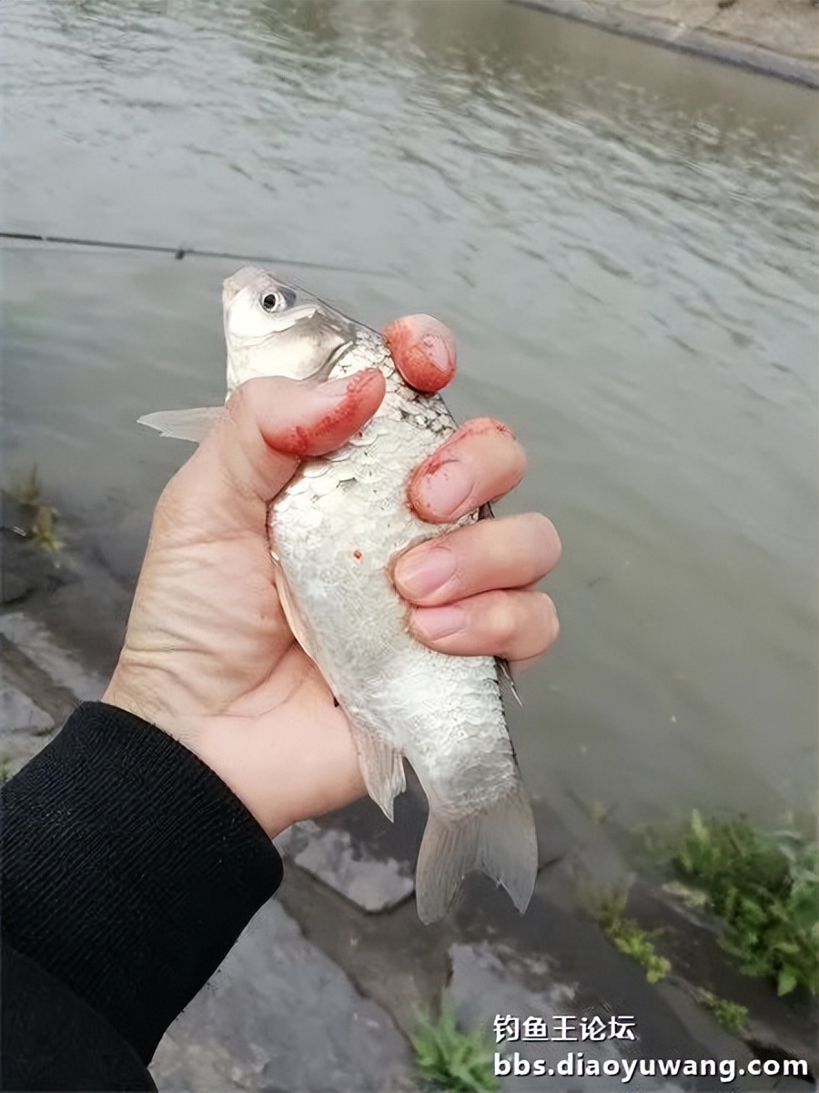 钓鱼王饵野钓破百尾