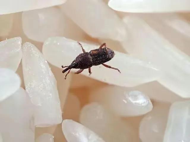 家里经常出现的小虫子有哪些,最近家里总是出现那种小虫子