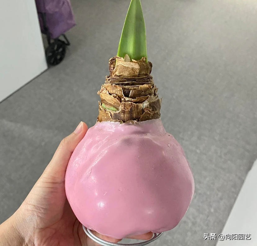 封蜡朱顶红没开花可以拨开吗,封蜡朱顶红把蜡取掉能栽吗