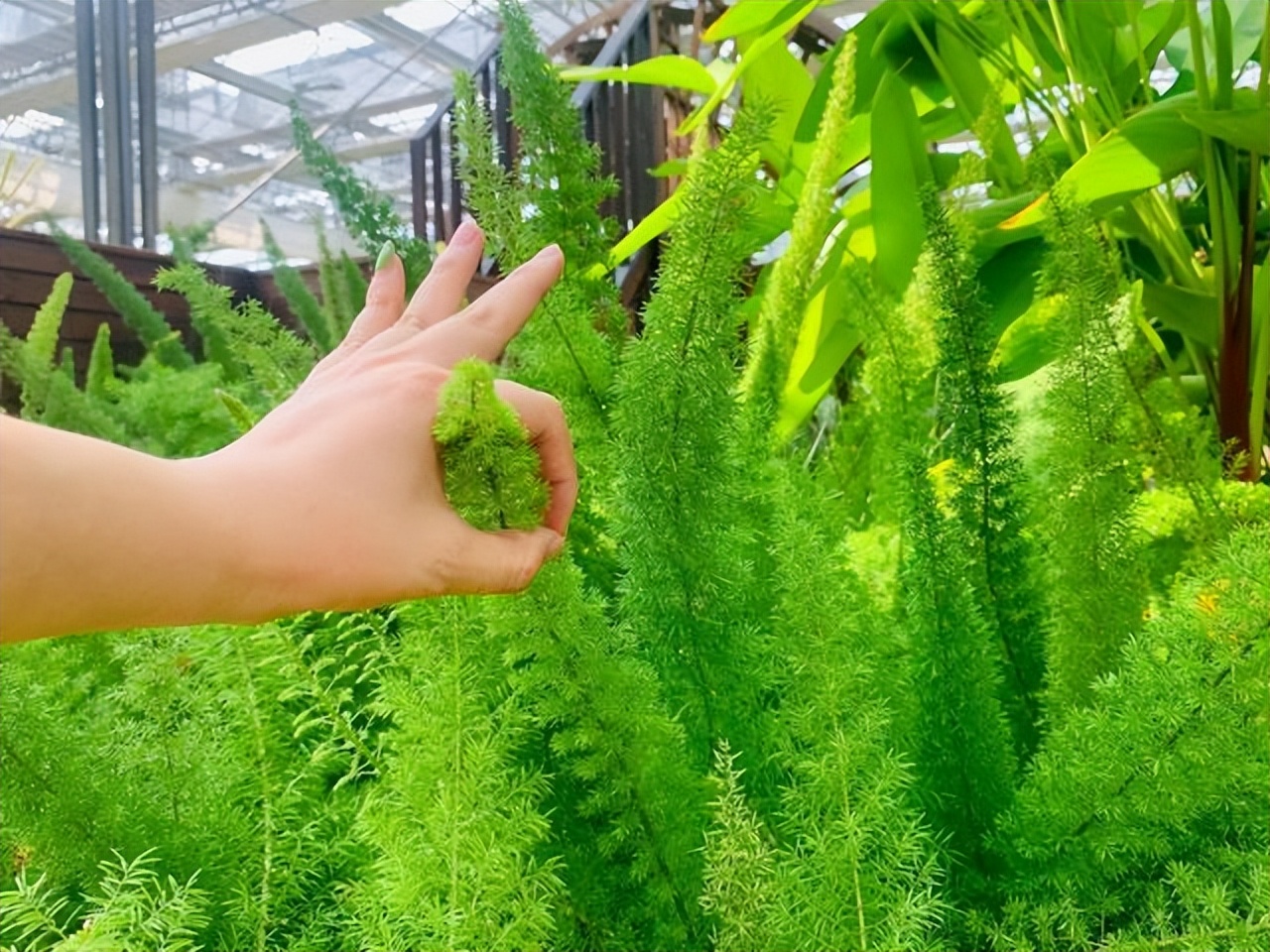 好养的喜阴花有哪些室内,哪些花喜阴不见阳光也可以生长