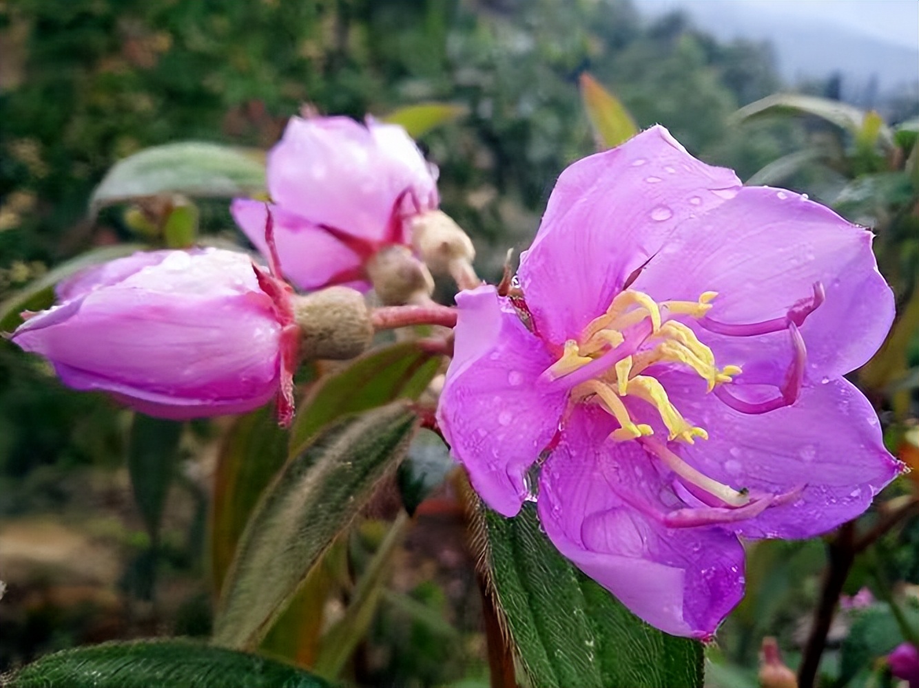 石老虎下山豹牙郎出没一片红